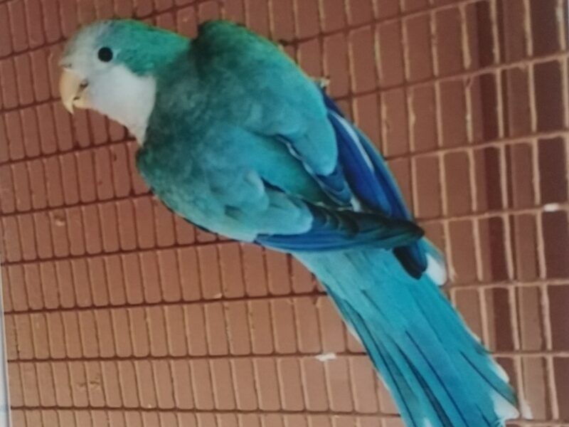 Quaker Parakeet