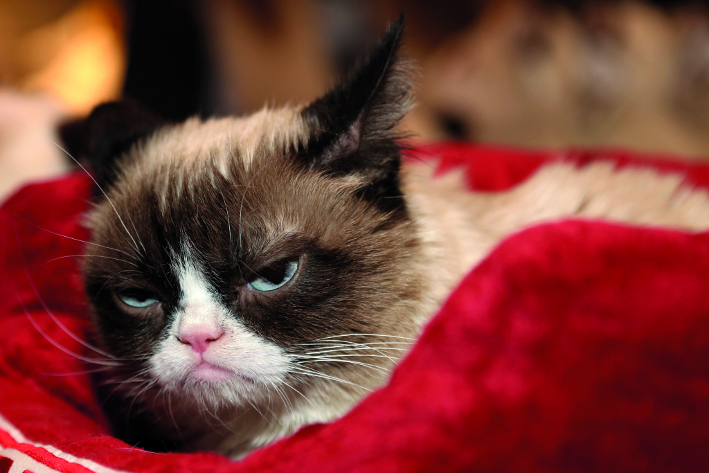 How cats have taken over the internet • AnimalTalk