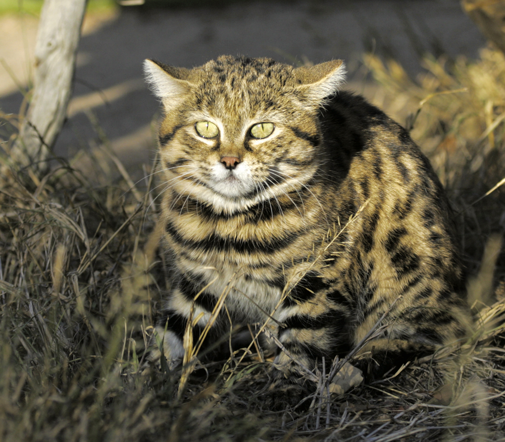 African Black-Footed Cat: A Small Feline and a Fierce Hunter - Owlcation