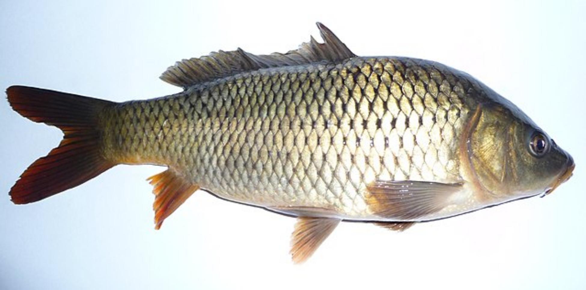 Abuser facing prosecution for force-feeding fish with alcohol • AnimalTalk
