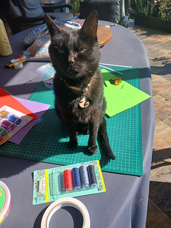 Pixie Talk Pixie • AnimalTalk